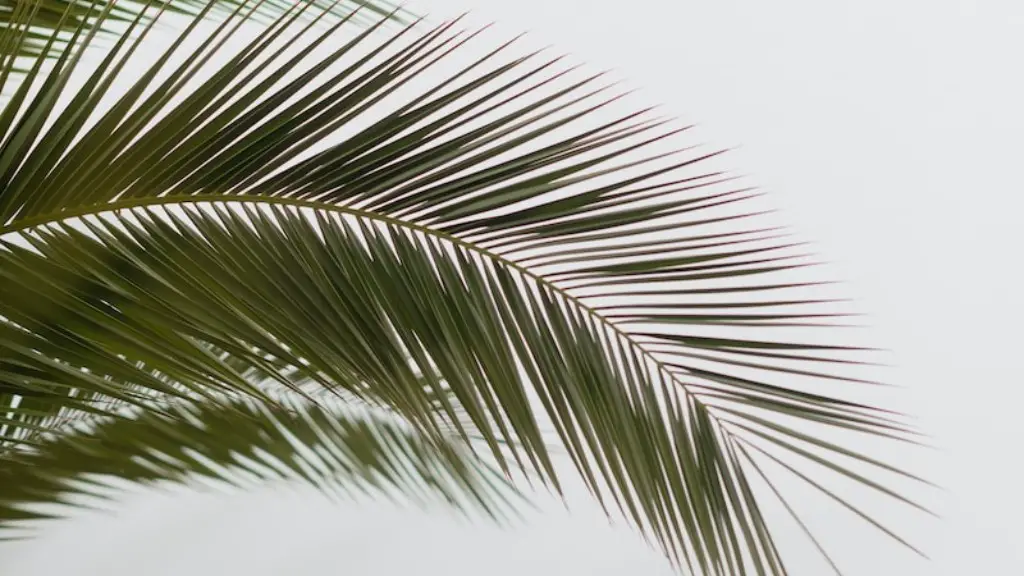 How To Plant A Palm Tree Bulb
