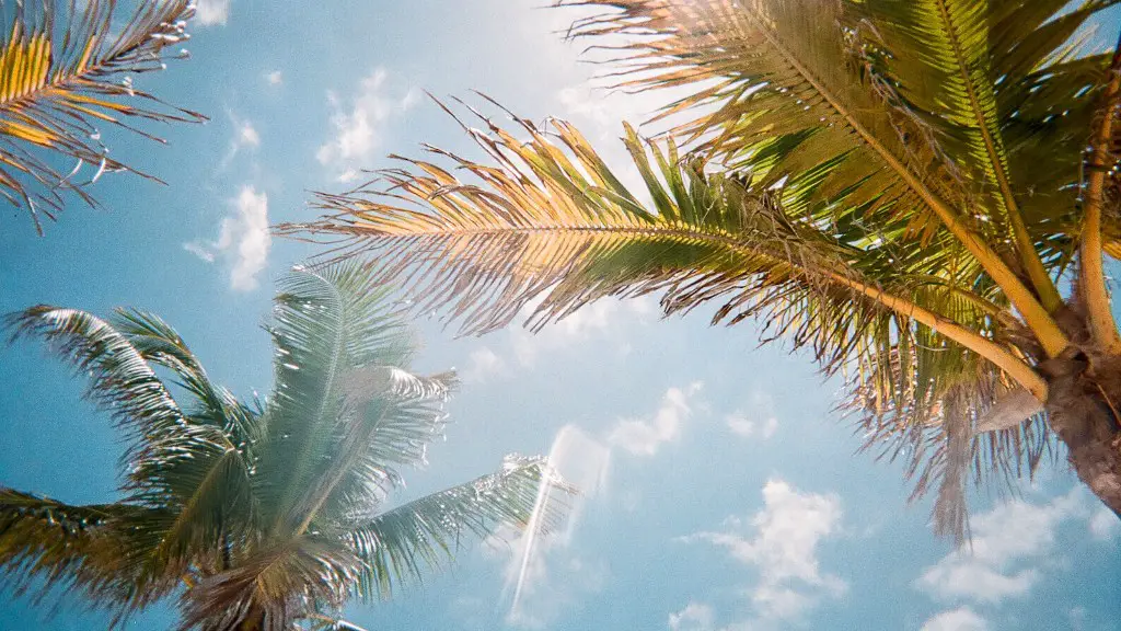 How To Make A Palm Tree Out Of A Pumpkin