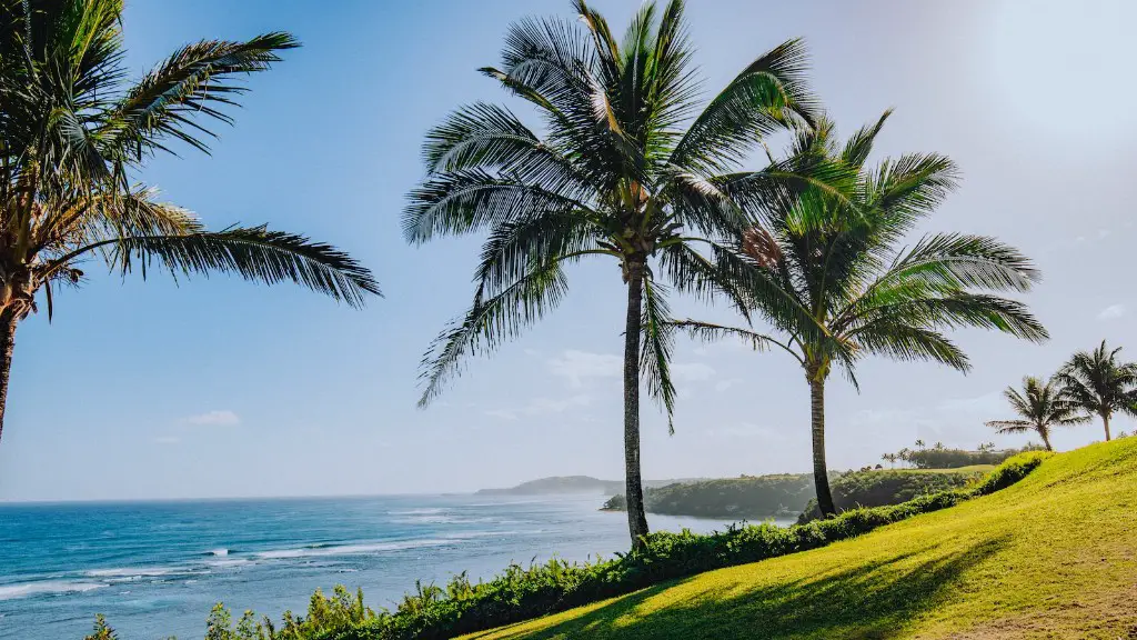 How To Paint Palm Tree Leaves