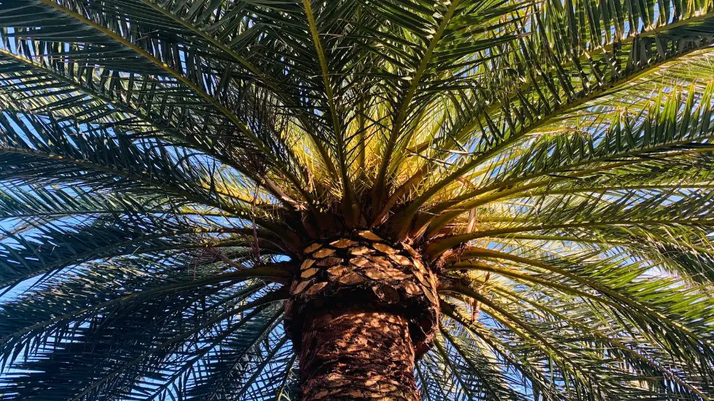 How old can a palm tree live?