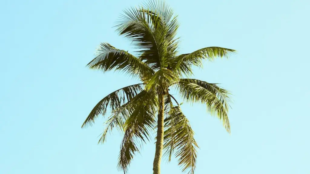 What Is The Drip Line Of A Palm Tree