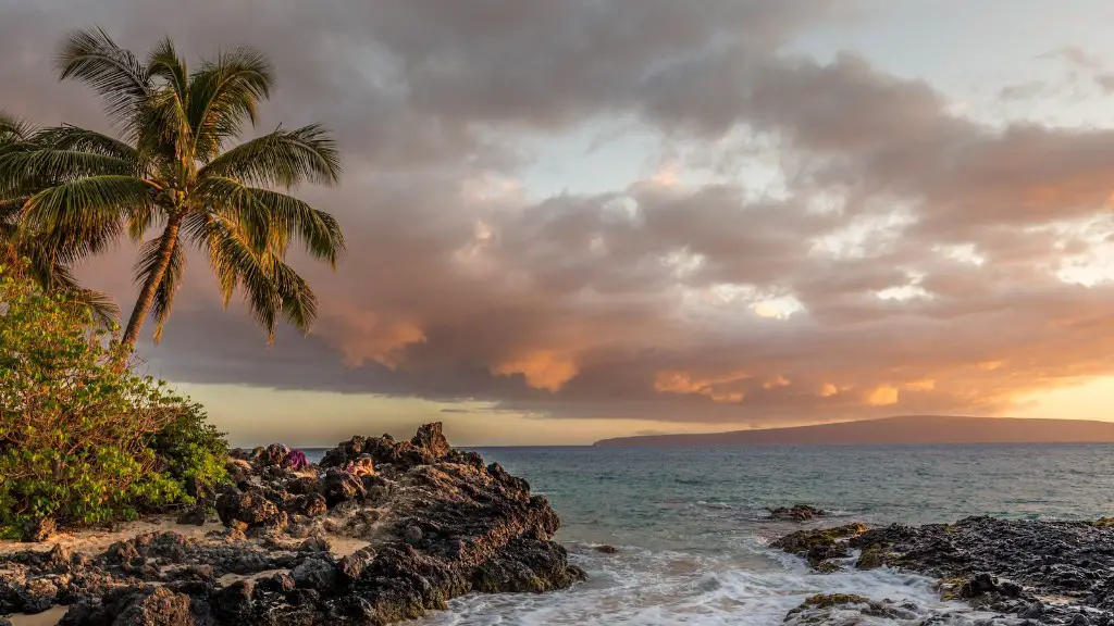 How do you take care of a palm tree?