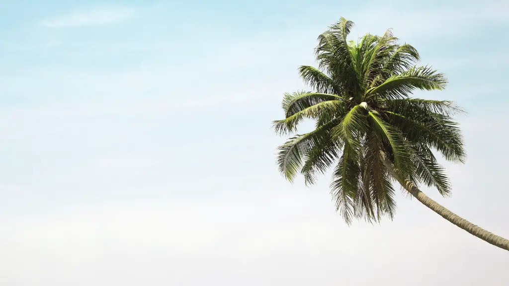 How To Watercolor A Palm Tree