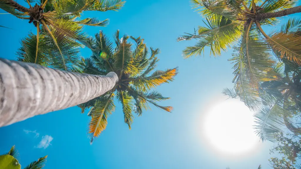 How Long Does Palm Oil Tree Take To Grow