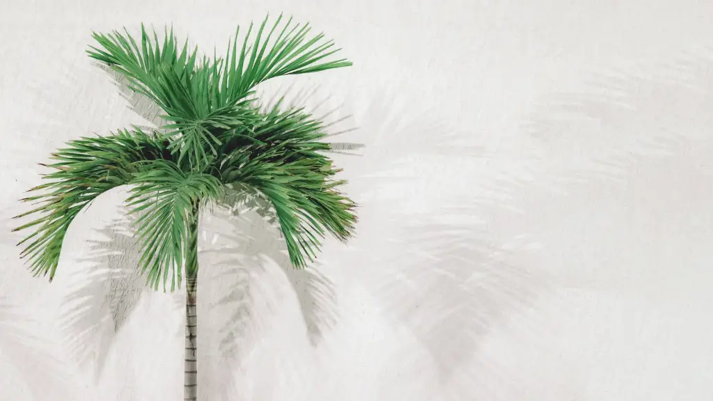 How To Treat Palm Tree Trunk Rot