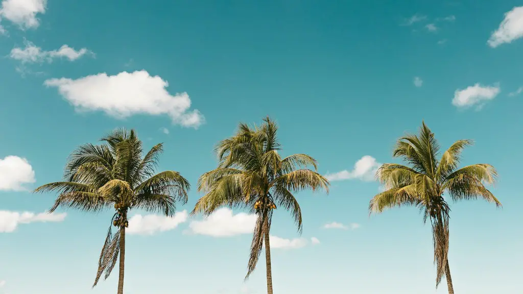 How To Trim A Canary Palm Tree