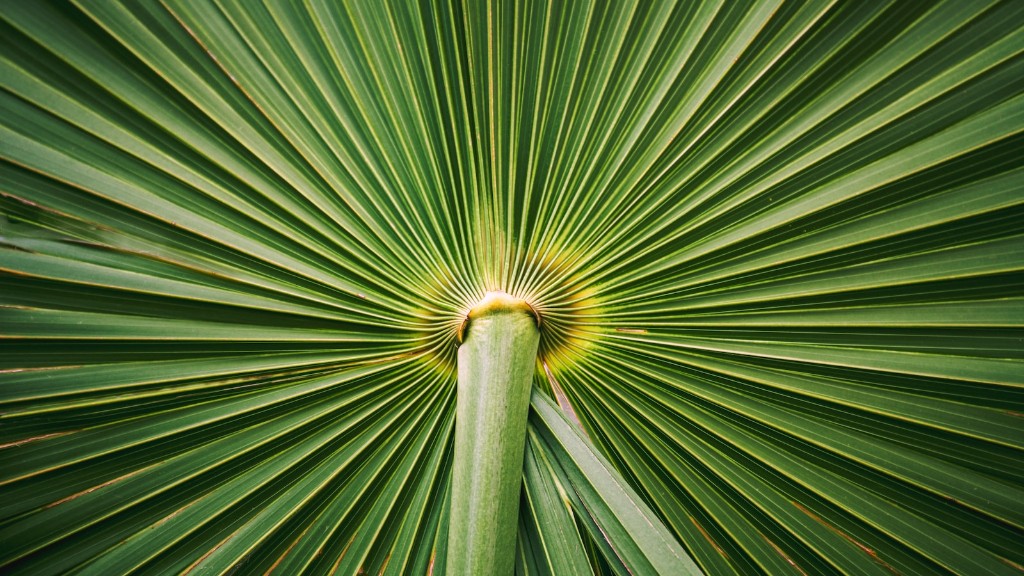 How to care for palm tree houseplants?