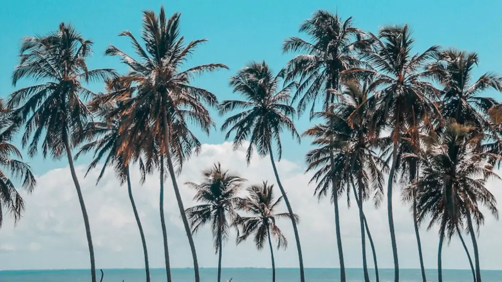 How To Plant Sago Palm Tree Seeds