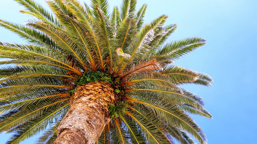 How much does it cost for a palm tree?
