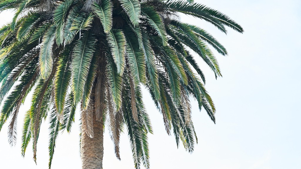 What does a palm tree symbolize?