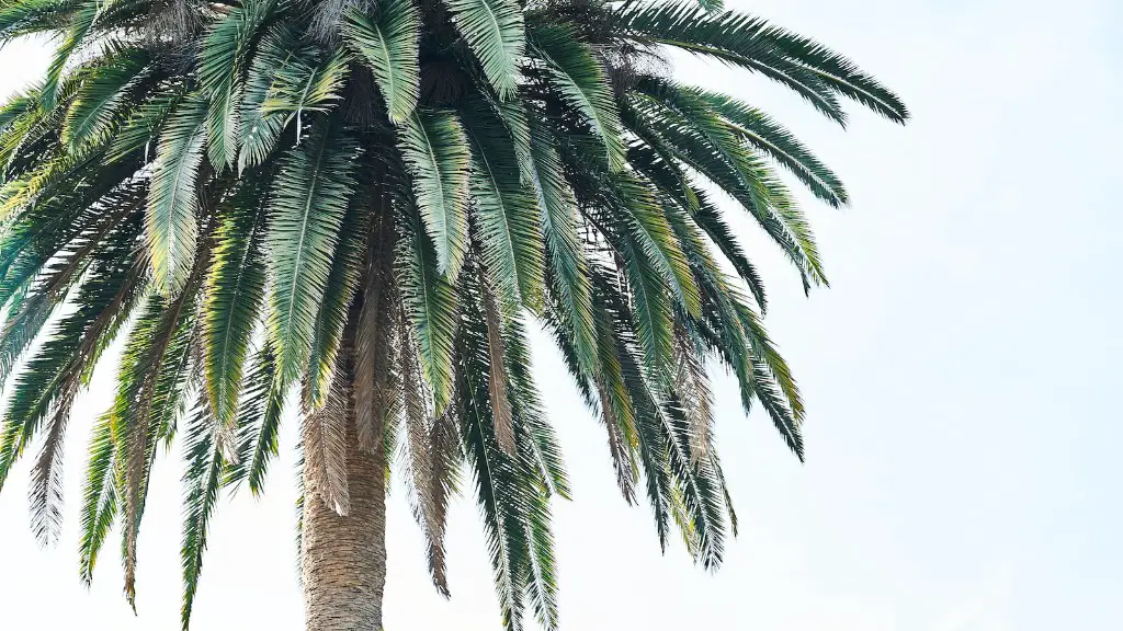 When To Bring Palm Tree Inside