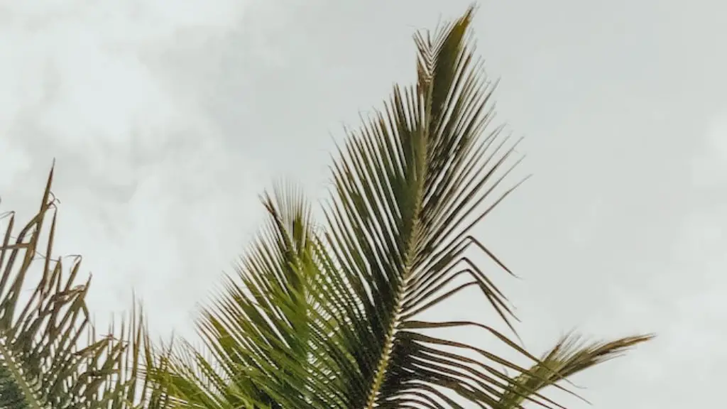 Why Are The Leaves On My Palm Tree Turning Yellow