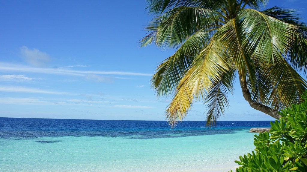 How To Trim A Windmill Palm Tree