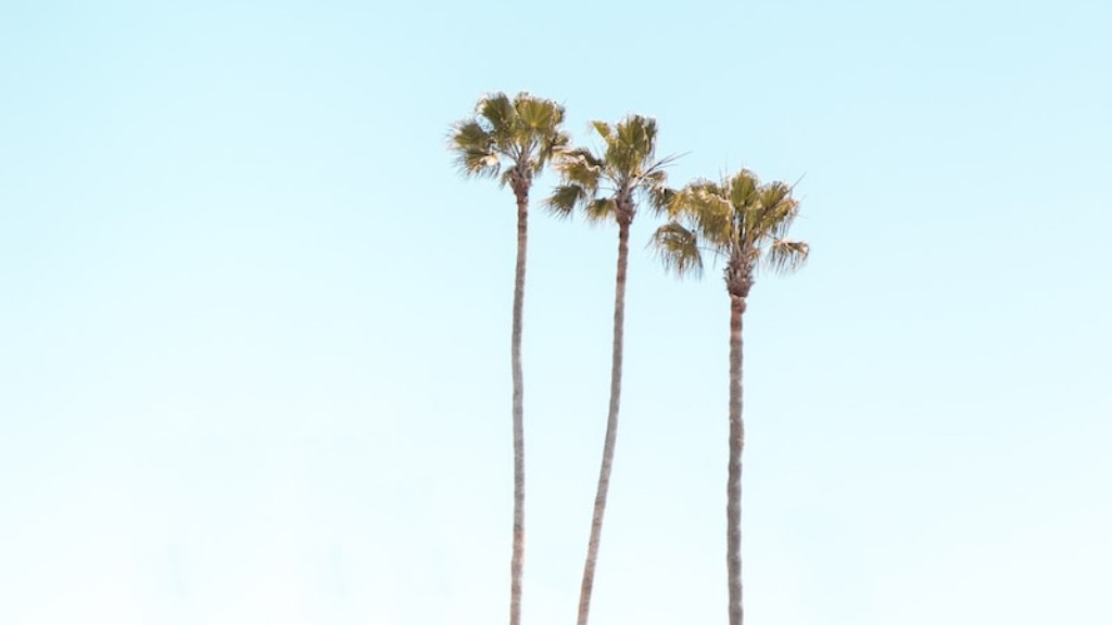 How To Make A Palm Tree Out Of Balloons