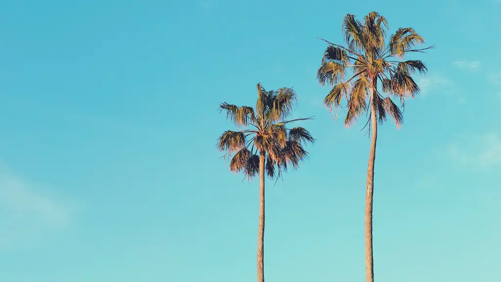 How to draw a palm tree on the beach?