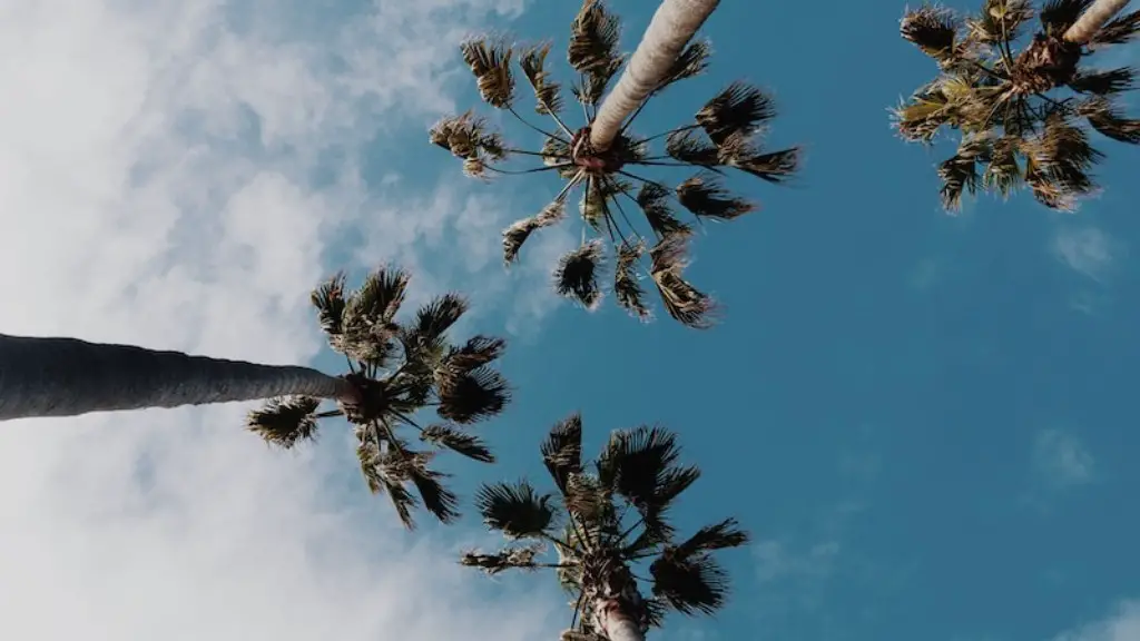 How do you trim a palm tree trunk?