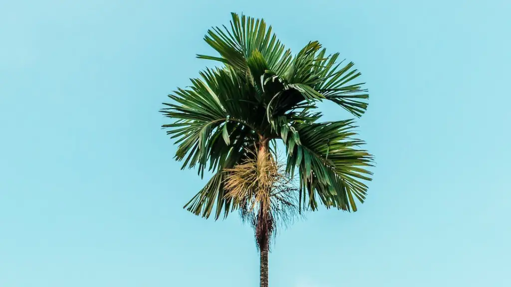 How long does it take a palm tree to grow?