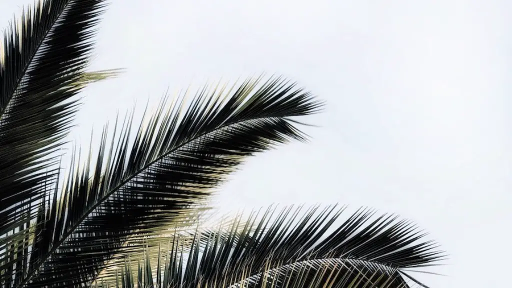 How Old Is A Palm Tree