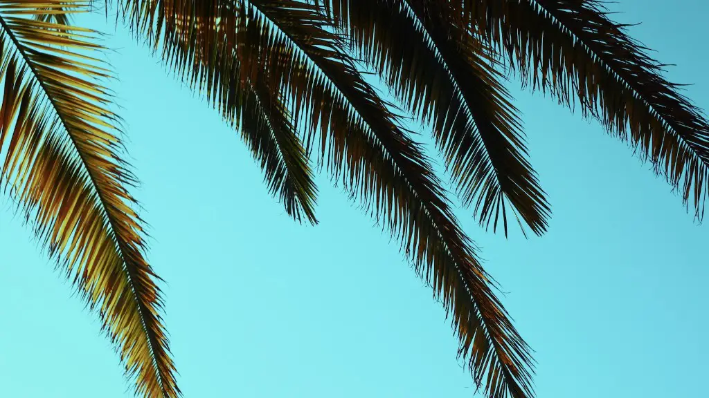 What are palm tree branches called?