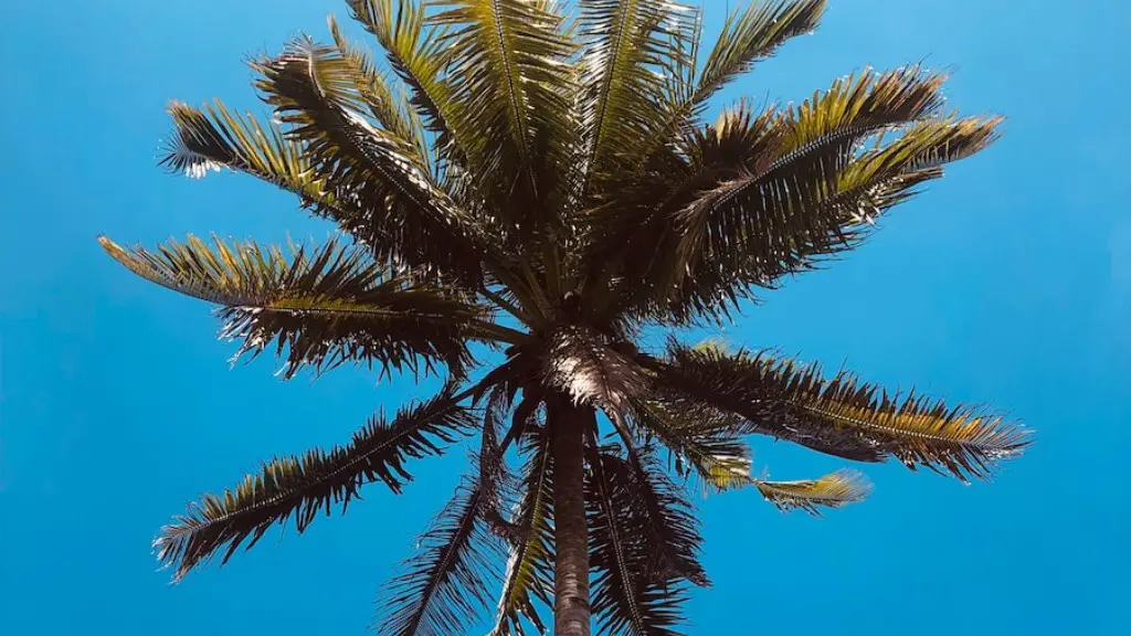 Why Indoor Palm Tree Is Turning Brown