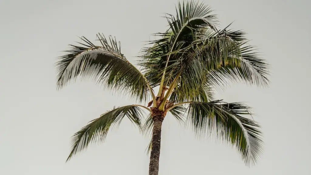 How to make a cross with palm tree leaves?