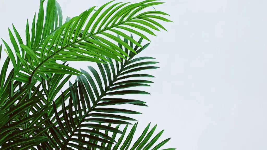 Can you grow a palm tree from seed?