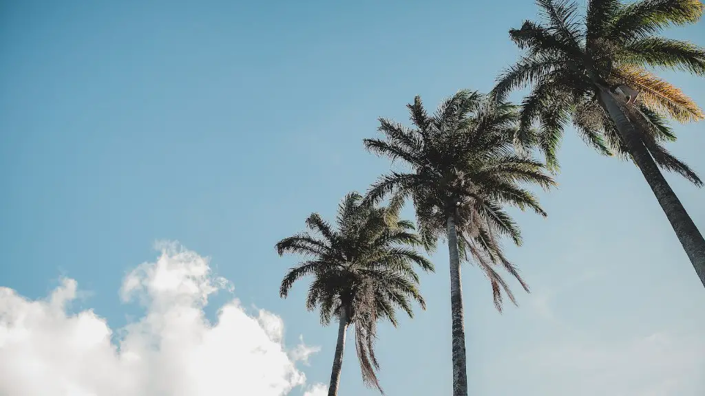 Where is the heart of palm on a palm tree?