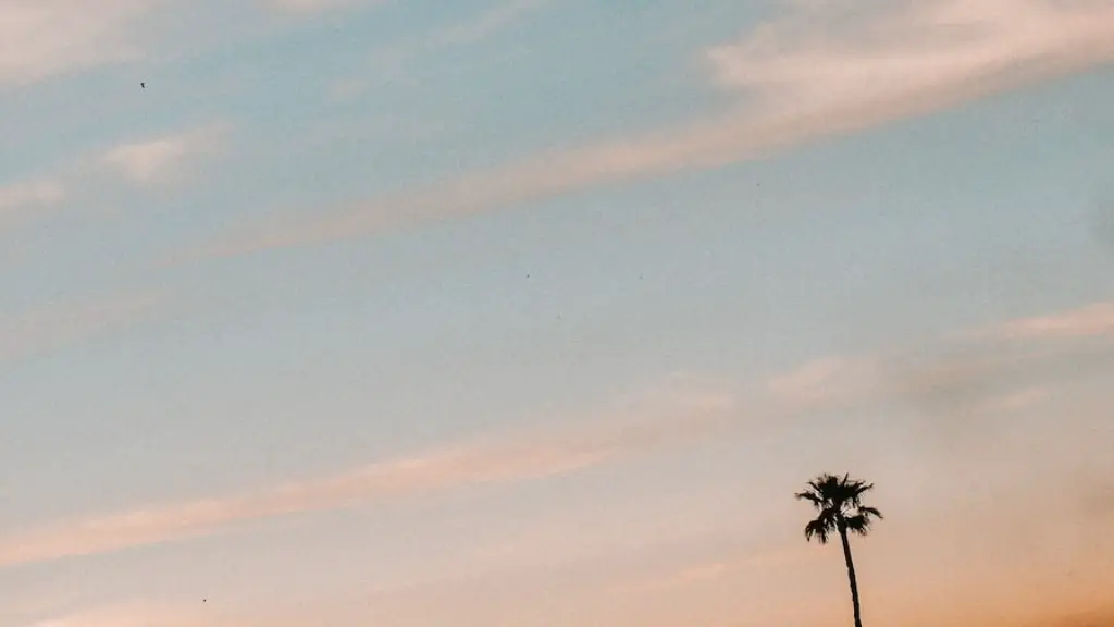 Is Palm Tree