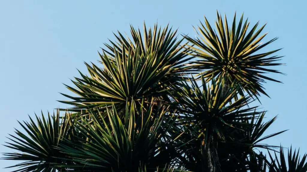 How To Trim Palm Tree Fronds