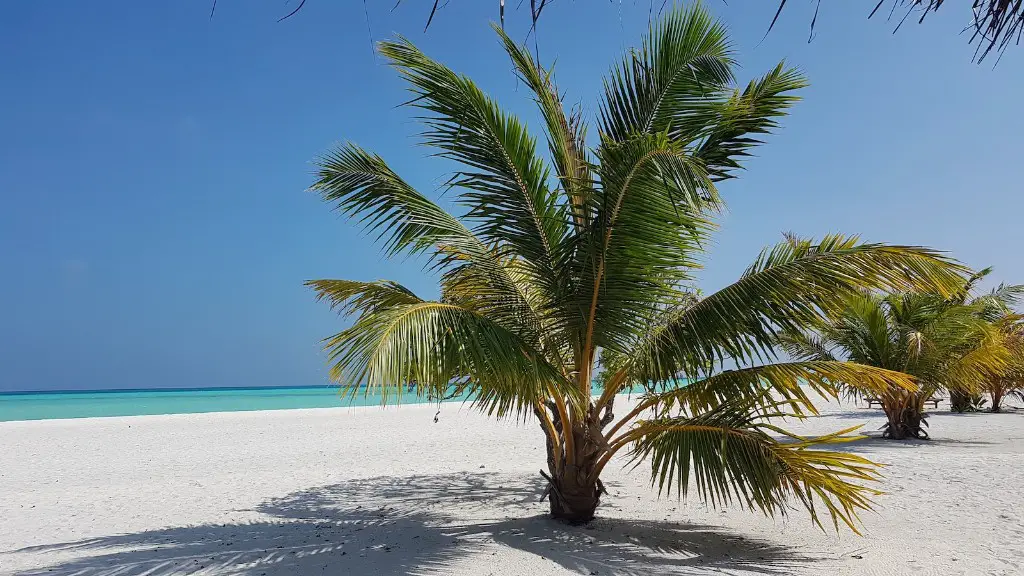 How To Trim A Date Palm Tree