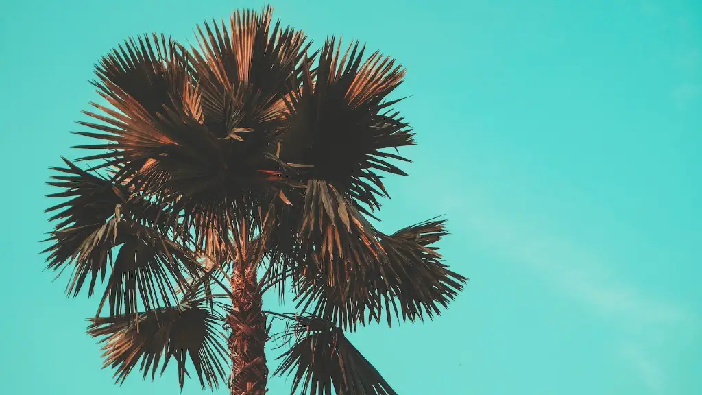 How To Revive Dying Palm Tree