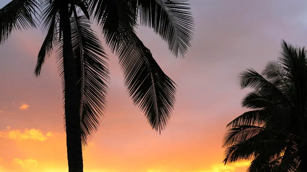 Why Is The Bark Falling Off My Palm Tree