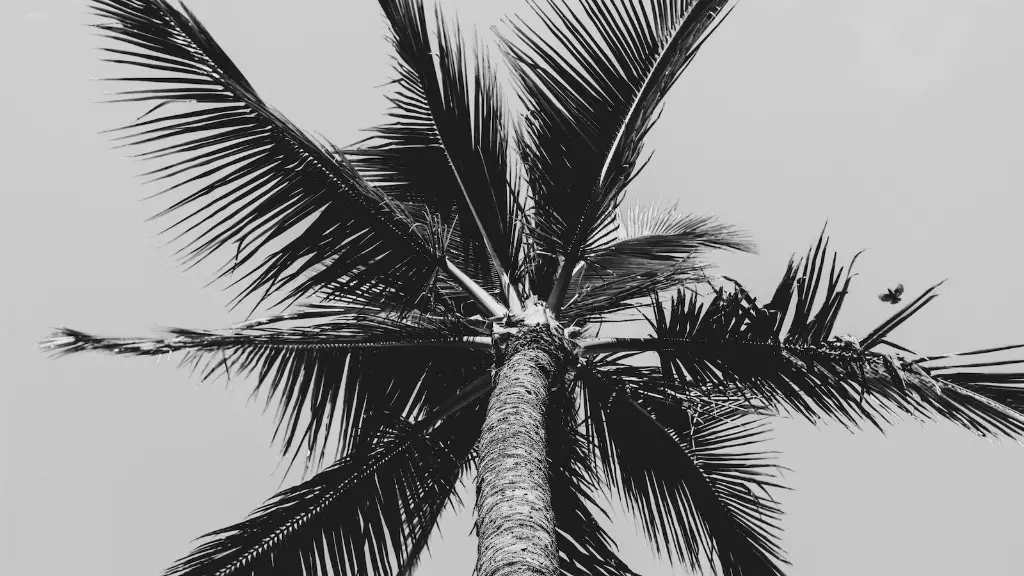 How Old Is A Palm Tree
