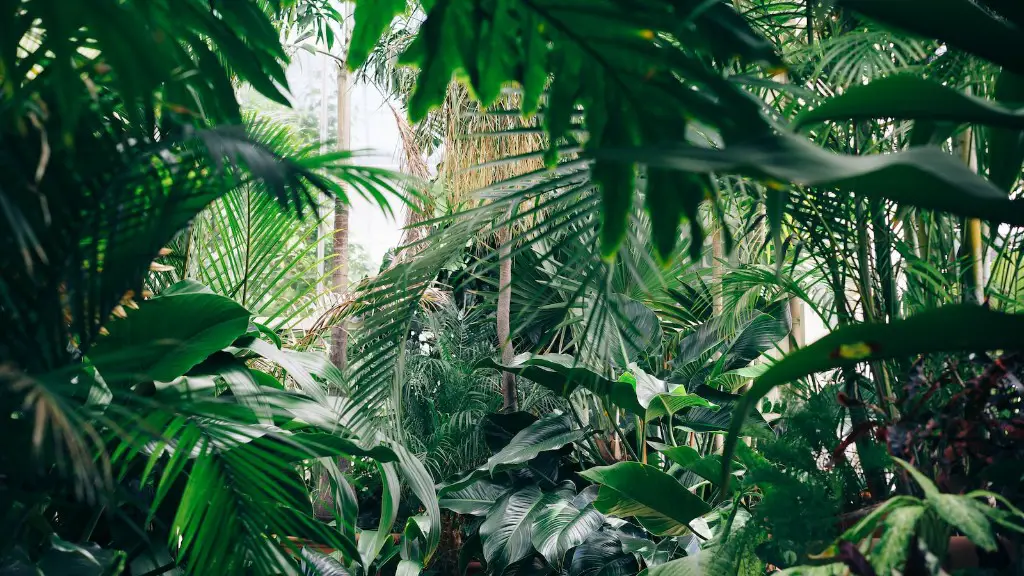 How To Trim A Canary Palm Tree