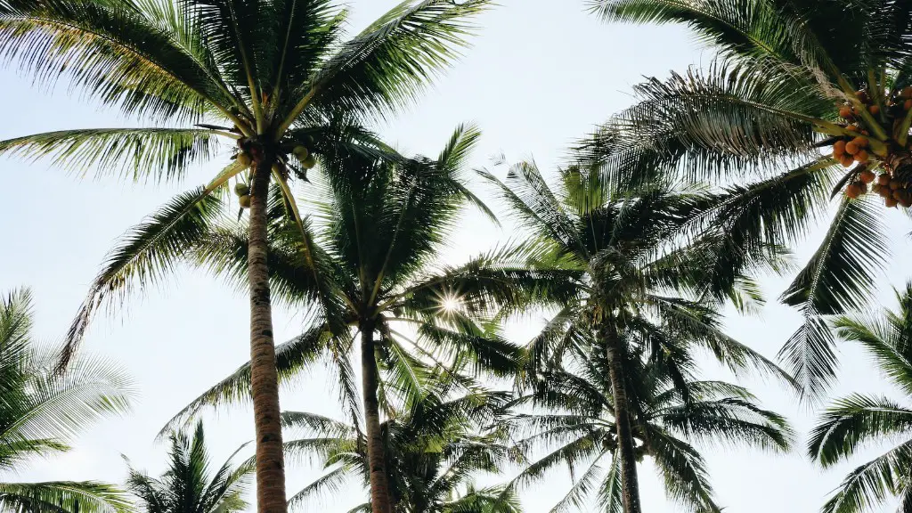 How to grow a palm tree from a coconut?