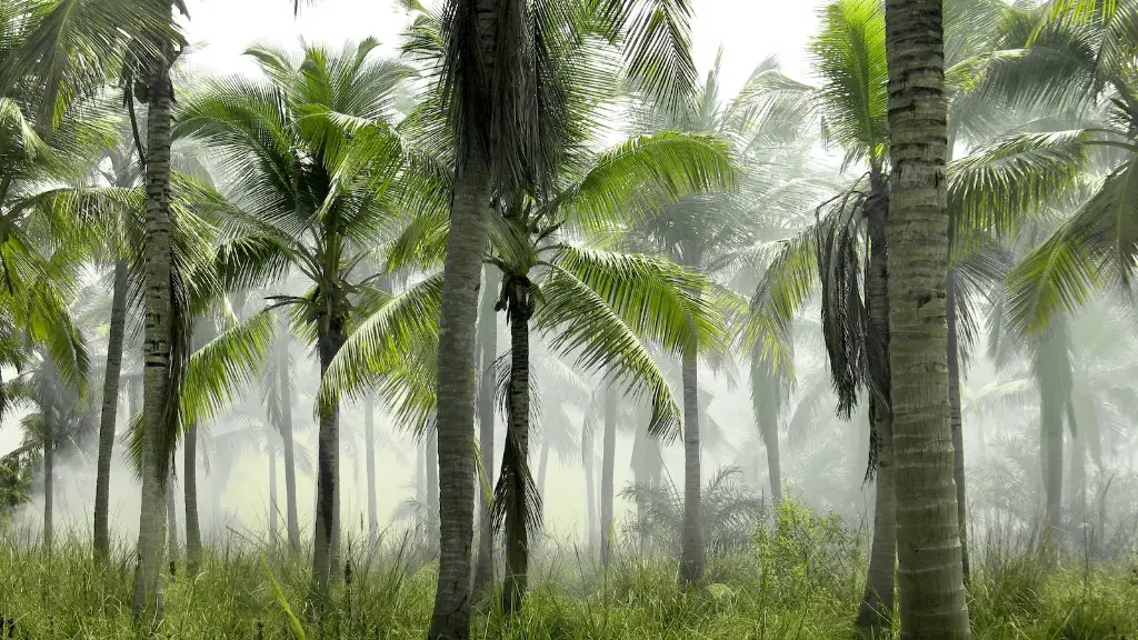 What tree does palm oil come from?