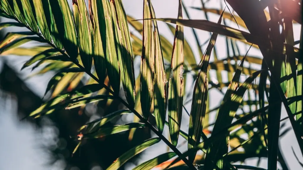 How To Make A Palm Tree Centerpiece