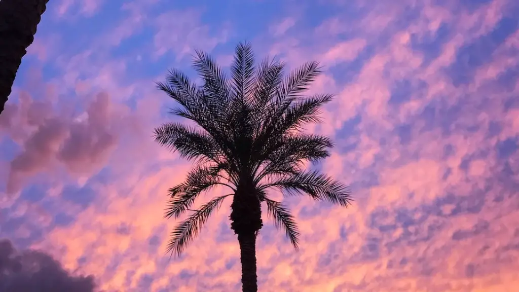 What Palm Tree Is Native To Florida