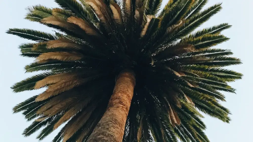 Can you grow a palm tree in tennessee?