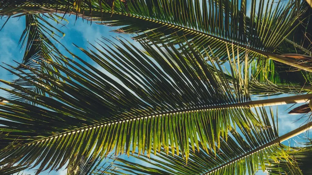 How To Trim A Palm Tree With A Chainsaw