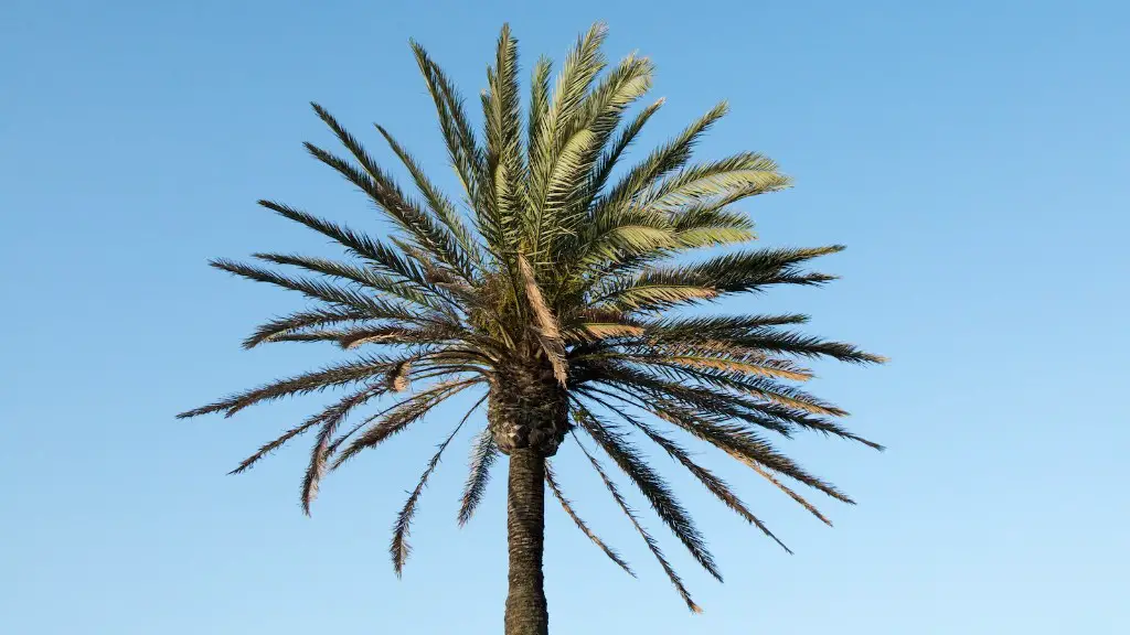 How to get rid of palm tree seeds?