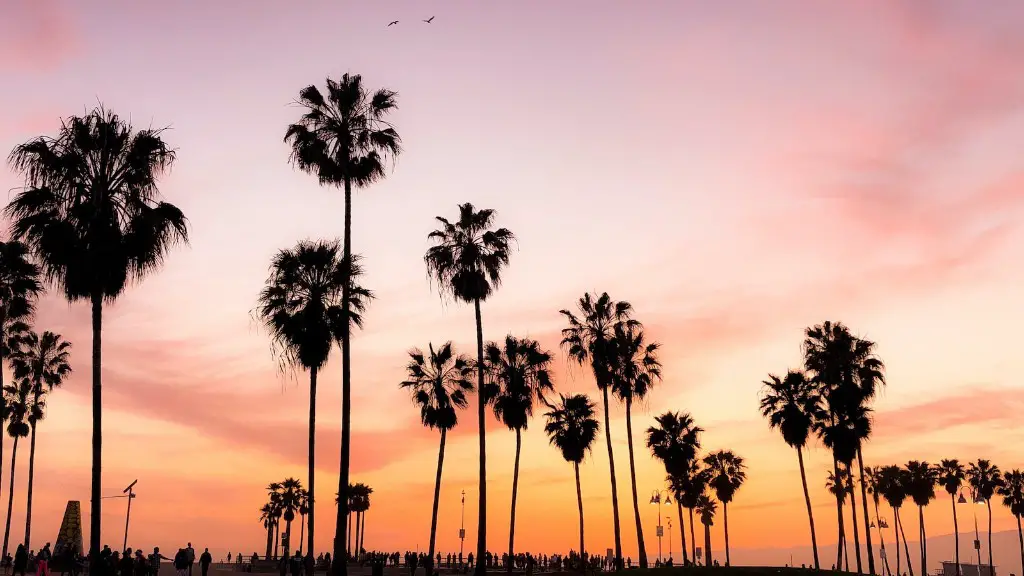 How To Identify Palm Tree Species