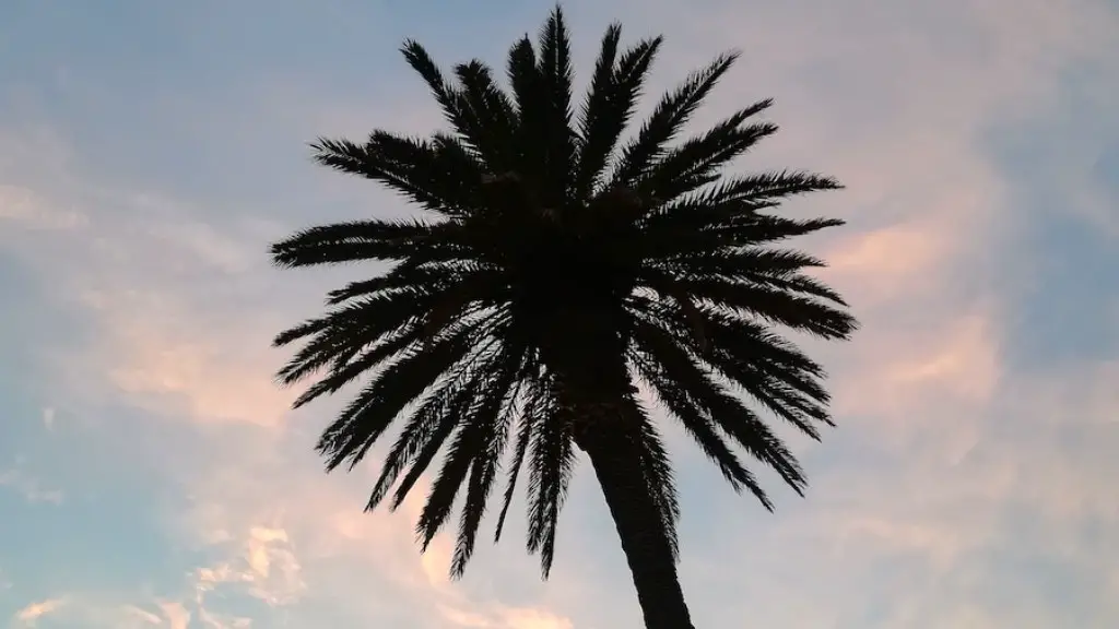 How much is it to remove a palm tree?