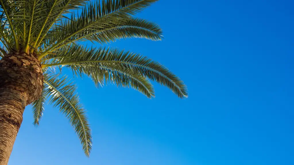 How To Climb A Coconut Palm Tree