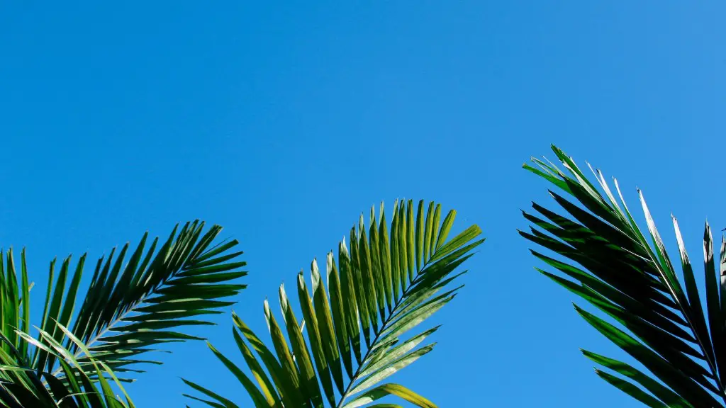 What does the palm tree symbolize?