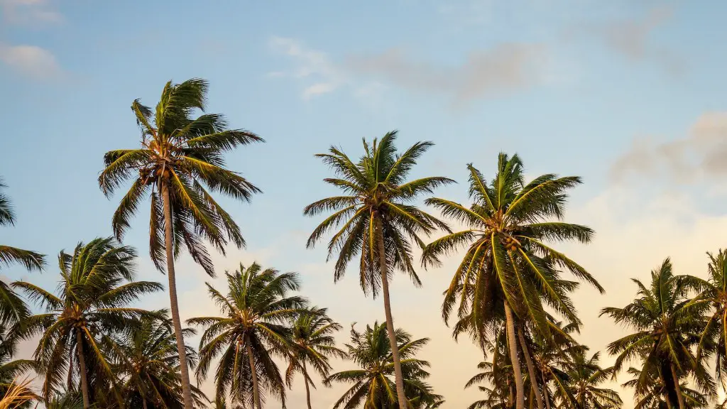 What are palm tree leaves called?