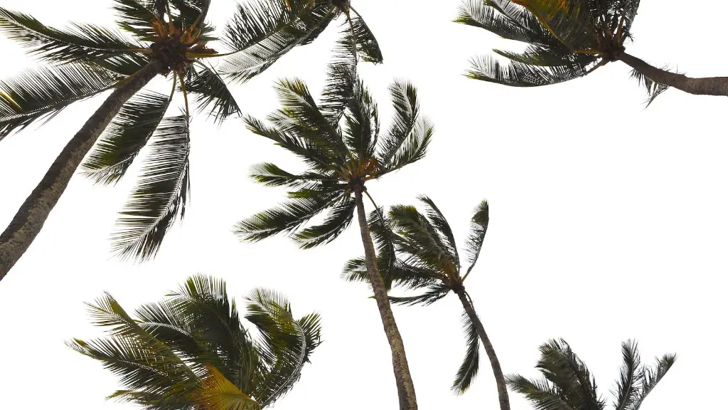 Why Can’t You Put Christmas Lights On A Palm Tree