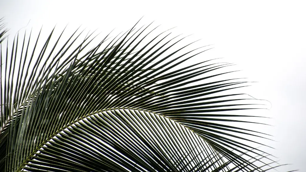 How To Take Care Of Palm Tree Plants