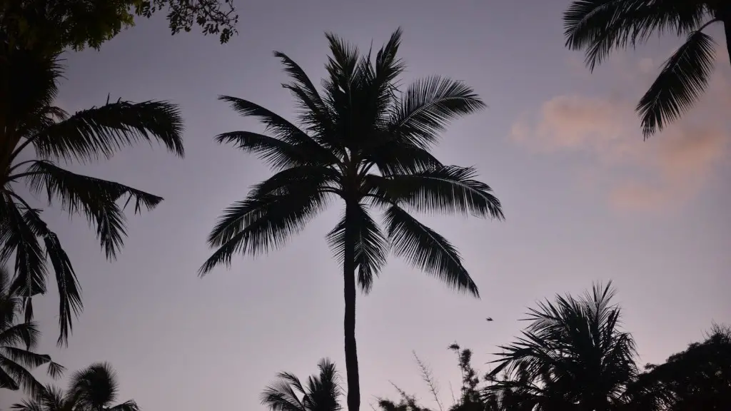 Can you cut dead palm tree branches?