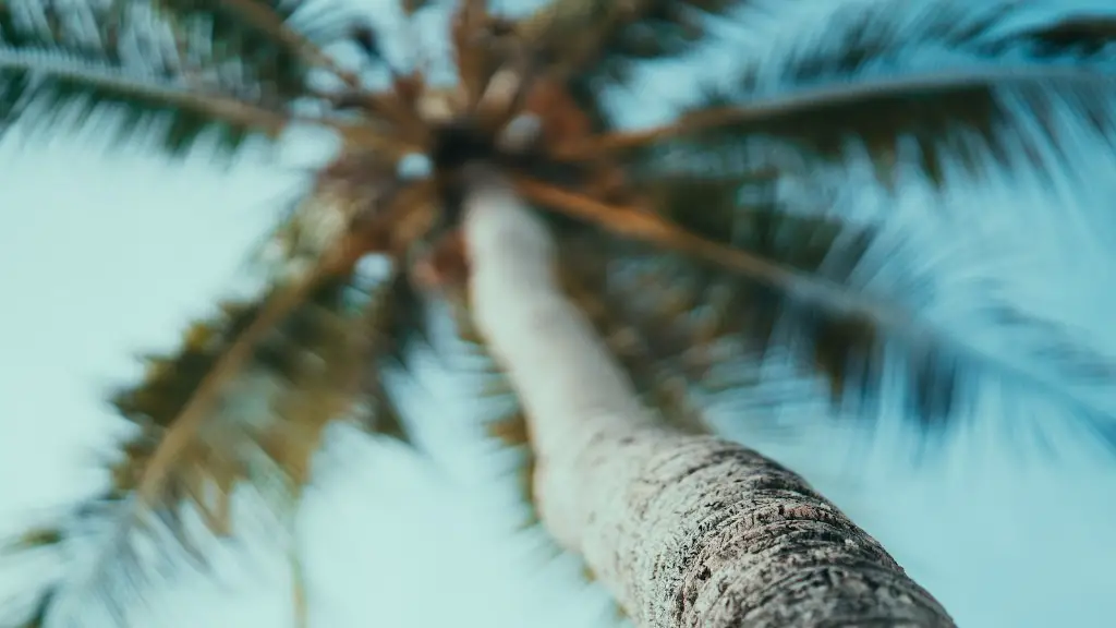 How do you know if your palm tree is dead?